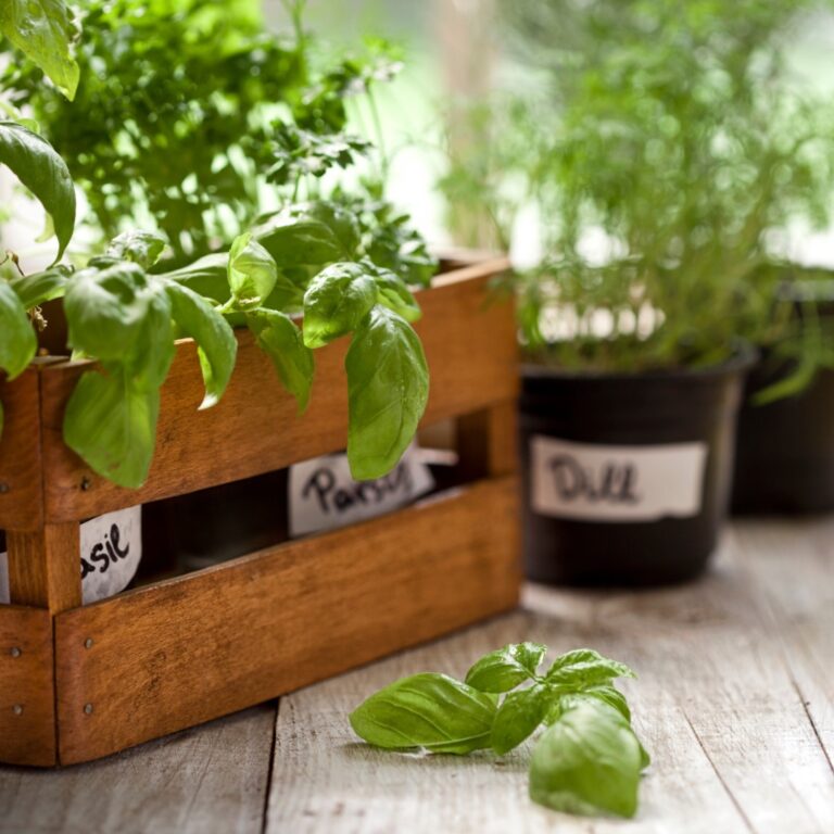 herbs in wooden box