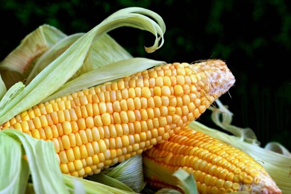 Sweet corn