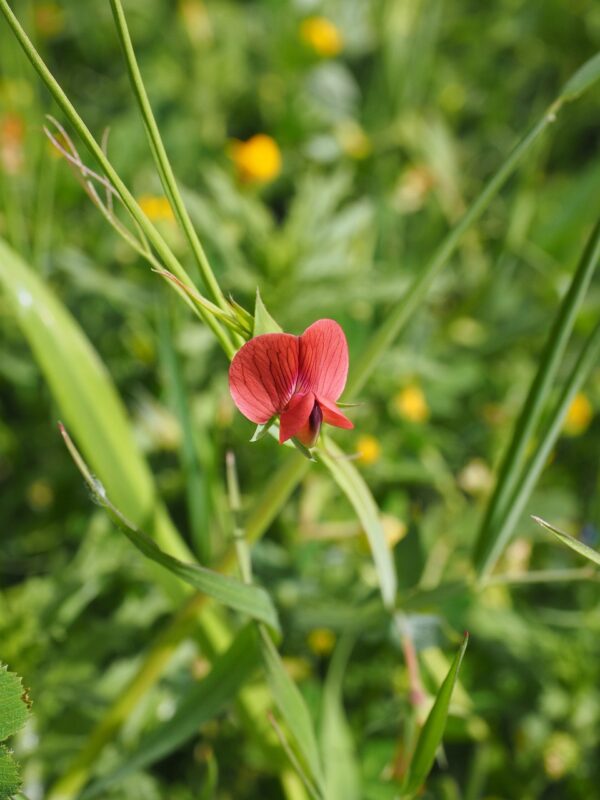 Red sweet peas flower