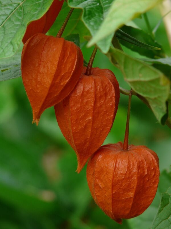 goose berries