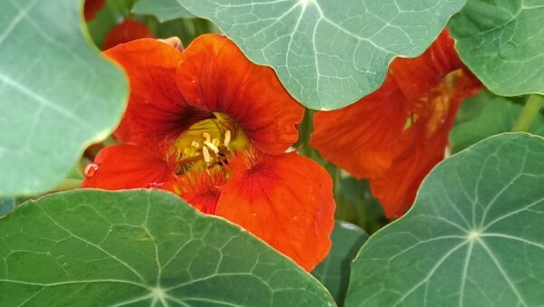 red calendula