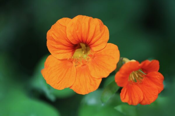 orange calendula